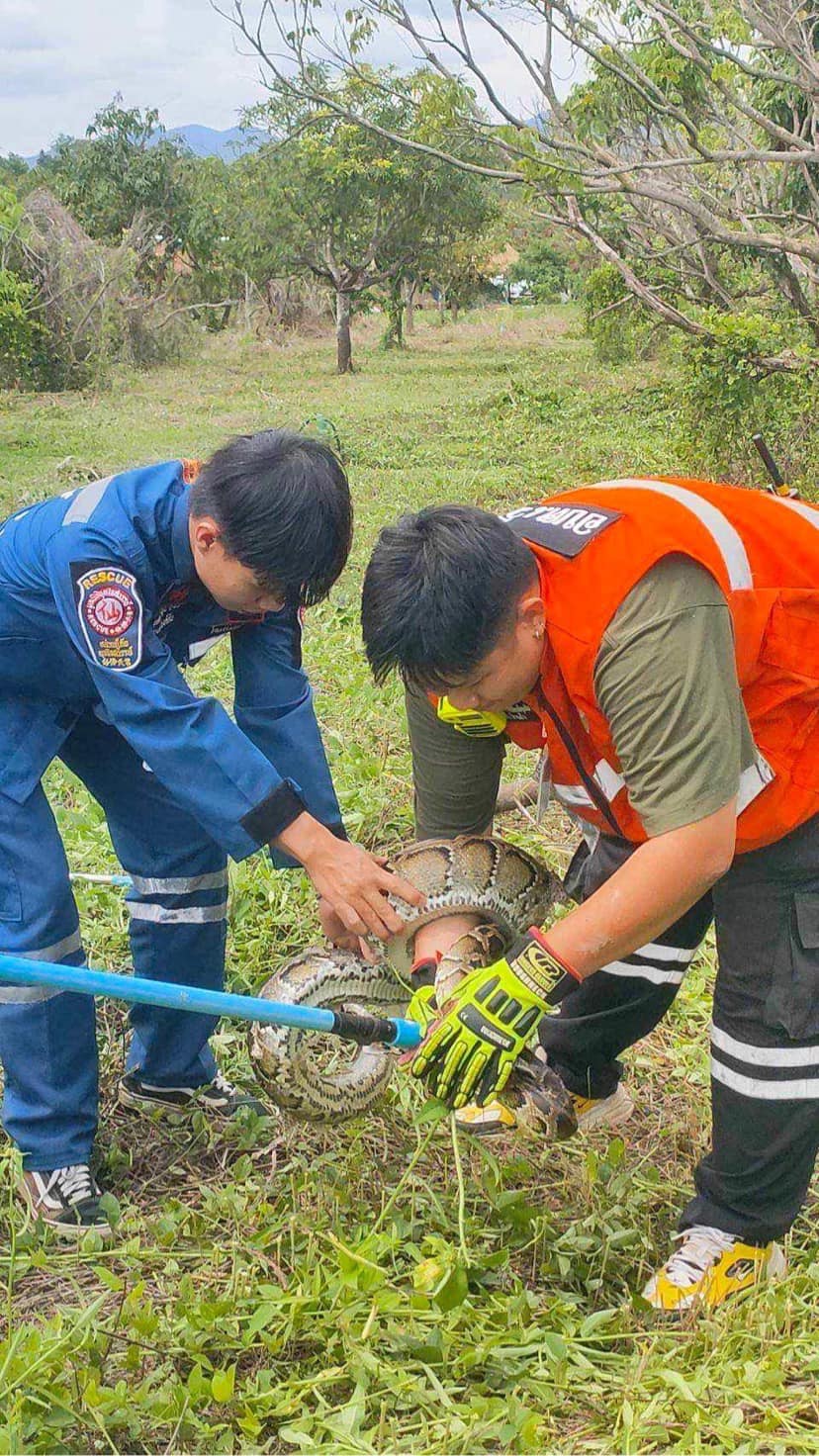 Read more about the article จับงูหน้าบ่อขยะบ้านสันวิไล หมู่ที่9 เพื่อปล่อยคืนสู่ธรรมชาติ